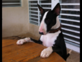 Reina - Bull Terrier, Referencias de Euro Puppy desde Puerto Rico
