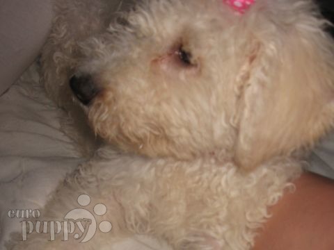 Aleta - Komondor, Referencias de Euro Puppy desde United States