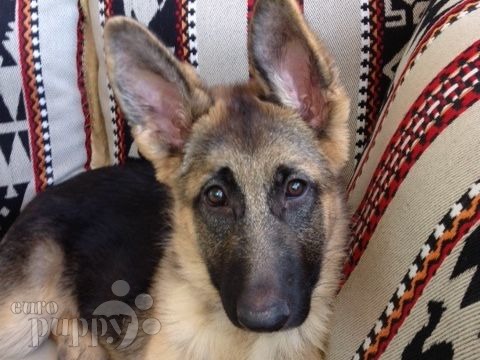 Abby - German Shepherd Dog, Euro Puppy review from Qatar