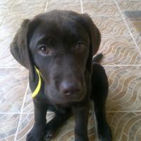 Francesca, ‘Franky’ - Labrador Retriever, Euro Puppy Referenzen aus Kuwait