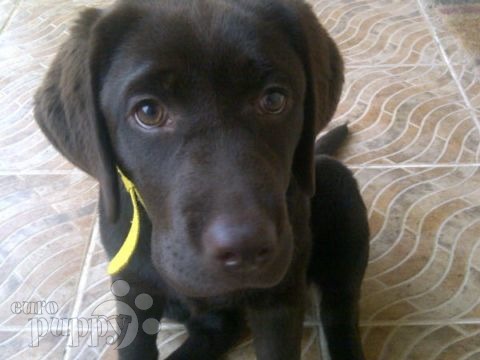 Francesca, ‘Franky’ - Labrador Retriever, Euro Puppy review from Kuwait