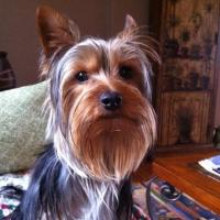 Leo - Yorkshire Terrier, Euro Puppy Referenzen aus Belgium