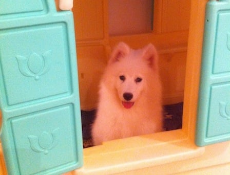 Maximus - Samoyed, Euro Puppy review from Saudi Arabia