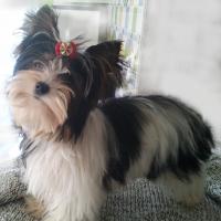 Tina - Biewer Yorkie, Referencias de Euro Puppy desde France