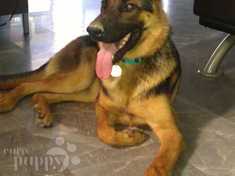 Falk - German Shepherd Dog, Euro Puppy review from Thailand