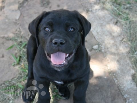 Sniper - Cane Corso, Euro Puppy Referenzen aus United States