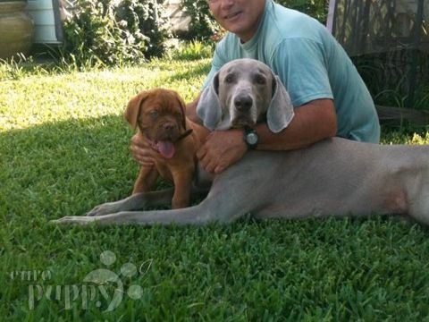 Fedinand - Dogue de Bordeaux, Euro Puppy Referenzen aus United States