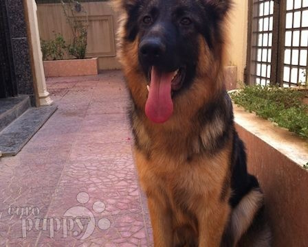 Cyrus - German Shepherd Dog, Euro Puppy review from Saudi Arabia