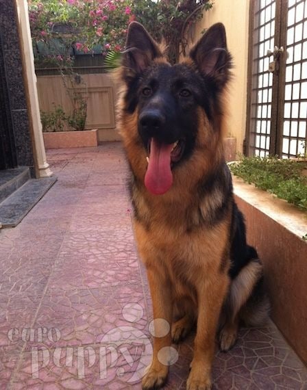 Cyrus - Pastor Alemán, Euro Puppy review from Saudi Arabia