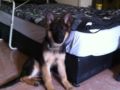 Cyrus - German Shepherd Dog, Euro Puppy review from Saudi Arabia