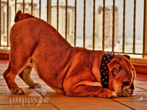 Biggie - Englische Bulldogge, Euro Puppy Referenzen aus Qatar