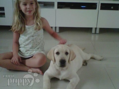 Ice - Labrador Retriever, Euro Puppy review from United Arab Emirates