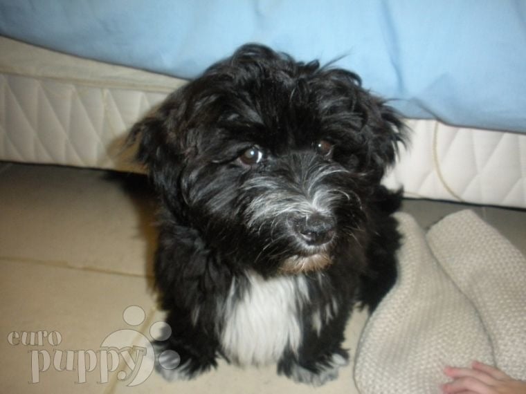 Fred - Havanese, Euro Puppy review from Kuwait