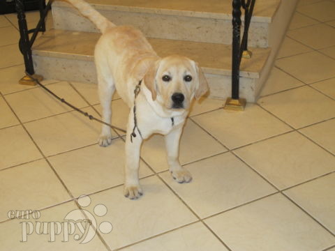 Tank - Labrador Retriever, Euro Puppy Referenzen aus Saudi Arabia