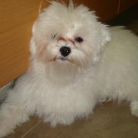 Bam - Maltese, Euro Puppy review from United Arab Emirates