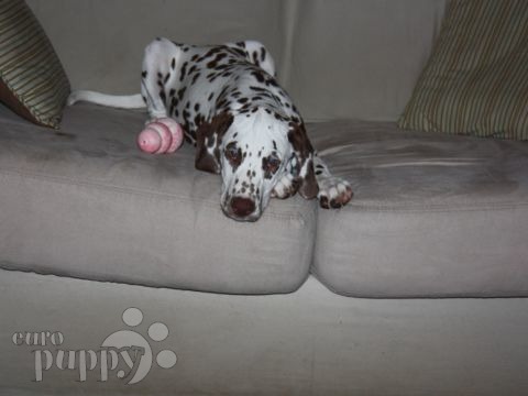 Miss Daisy Mae - Dálmata, Referencias de Euro Puppy desde Italy