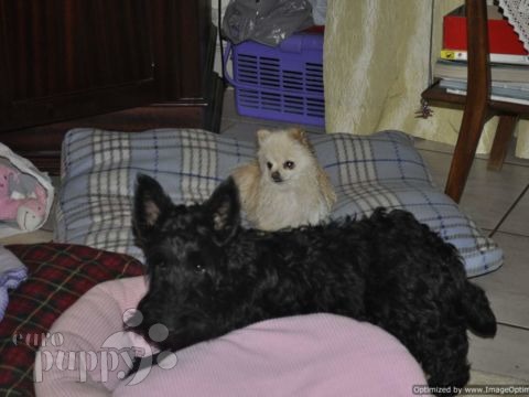 Rocco - Scottish Terrier, Euro Puppy Referenzen aus South Africa