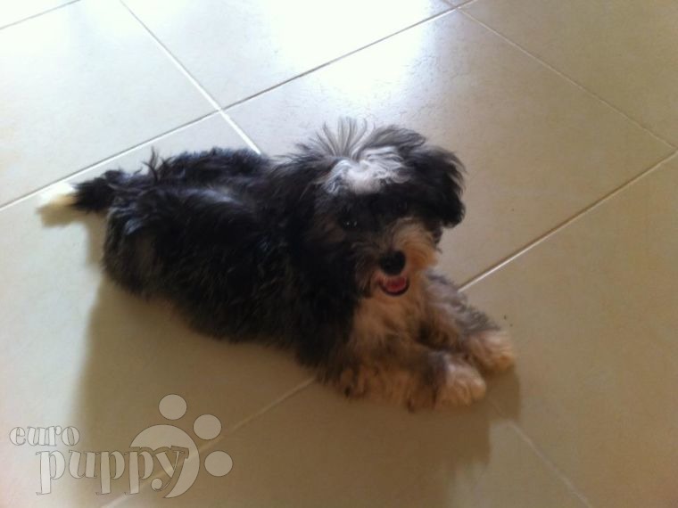 Diego - Havanese, Euro Puppy review from Qatar