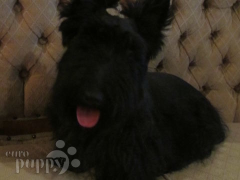 Rocco - Scottish Terrier, Euro Puppy review from South Africa