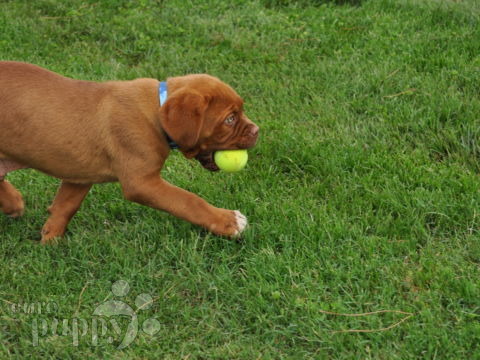 King Browser - Dogue de Bordeaux, Euro Puppy review from Italy