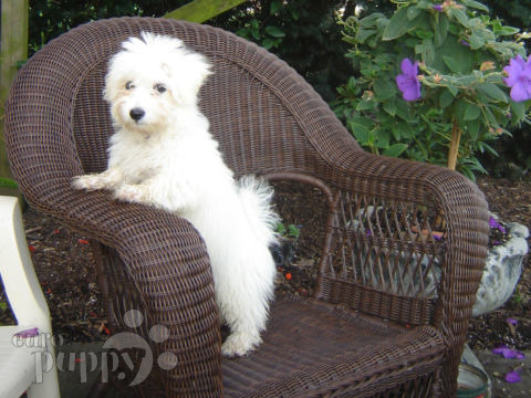 Chanelle - Coton de Tulear, Euro Puppy Referenzen aus Canada