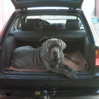 Biggi - Neapolitan Mastiff, Euro Puppy review from Germany