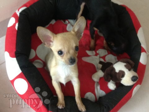 Packo (Aka Inch) - Chihuahua, Euro Puppy Referenzen aus United Arab Emirates