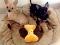 Packo (Aka Inch) - Chihuahua, Euro Puppy Referenzen aus United Arab Emirates