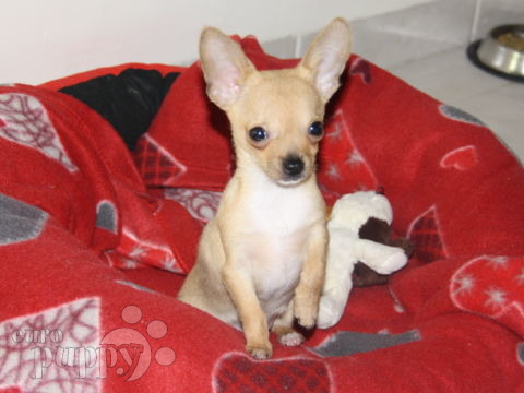 Packo (Aka Inch) - Chihuahua, Euro Puppy review from United Arab Emirates
