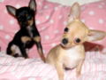 Packo (Aka Inch) - Chihuahua, Euro Puppy Referenzen aus United Arab Emirates