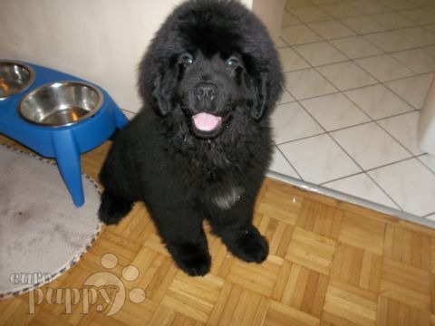 Goomba (formerly known as Maxi) - Newfoundland, Euro Puppy review from Germany