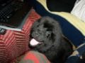 Goomba (formerly known as Maxi) - Newfoundland, Euro Puppy review from Germany