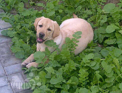 Zsa Zsa (aka Funny) - Labrador Retriever, Euro Puppy Referenzen aus Bahrain