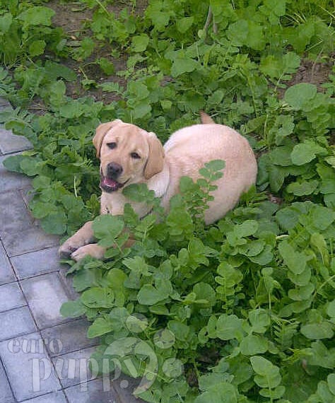 Zsa Zsa (aka Funny) - Labrador Retriever, Euro Puppy Referenzen aus Bahrain