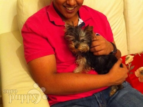 Flash (aka Billy Bob) - Yorkshire Terrier, Referencias de Euro Puppy desde Kuwait