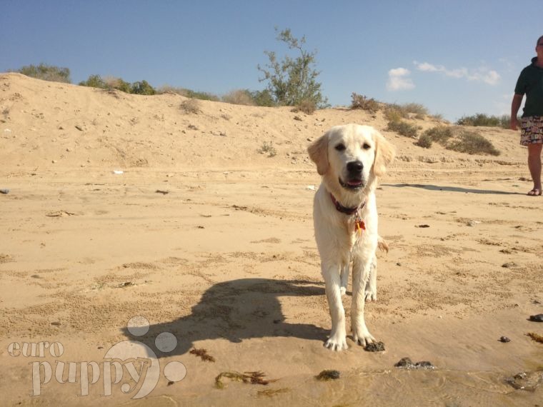 Gamma - Golden Retriever, Euro Puppy review from United Arab Emirates