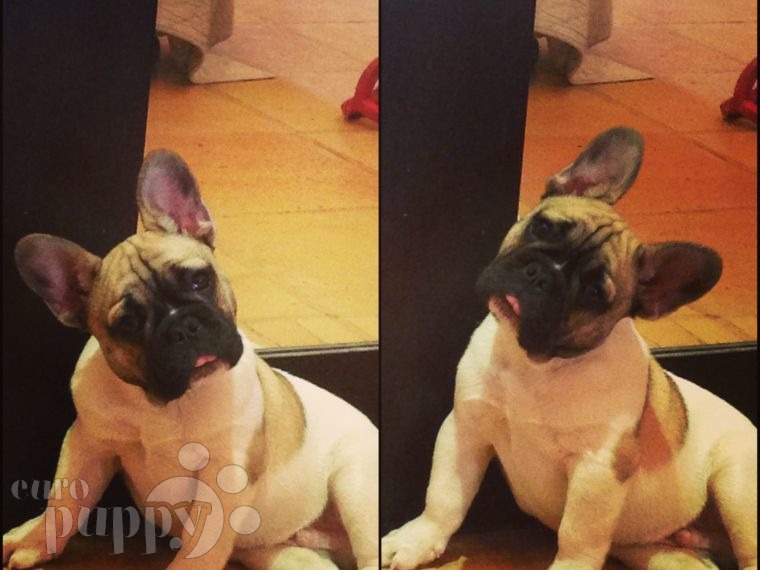 Toro (aka Newton) - Französische Bulldogge, Euro Puppy Referenzen aus Kuwait