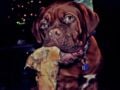 Bowser - Dogo de Burdeos, Euro Puppy review from Italy