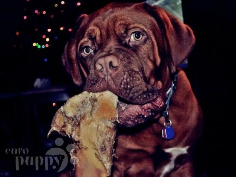 Bowser - Dogue de Bordeaux, Euro Puppy review from Italy