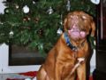 Bowser - Dogue de Bordeaux, Euro Puppy review from Italy