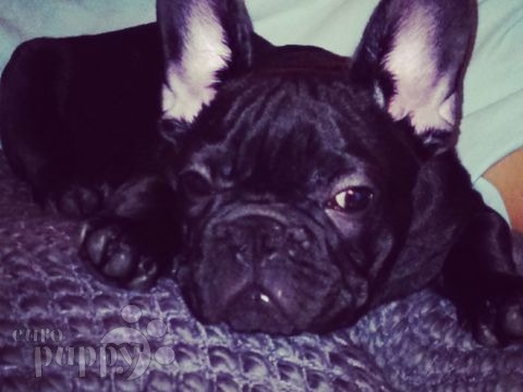 Caesar - French Bulldog, Euro Puppy review from United Arab Emirates