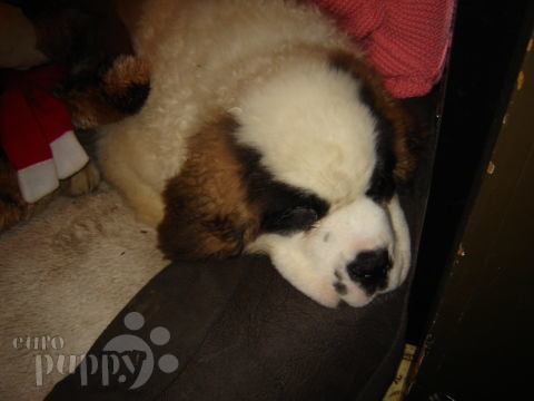 Bamse (Sir Winston LU-Russell) - Saint Bernard, Euro Puppy review from Canada