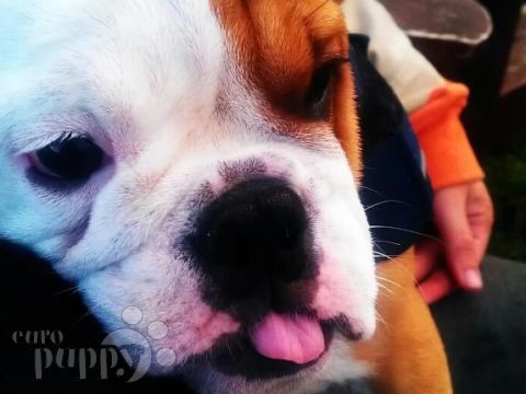 Duffy (London) - Englische Bulldogge, Euro Puppy Referenzen aus Norway