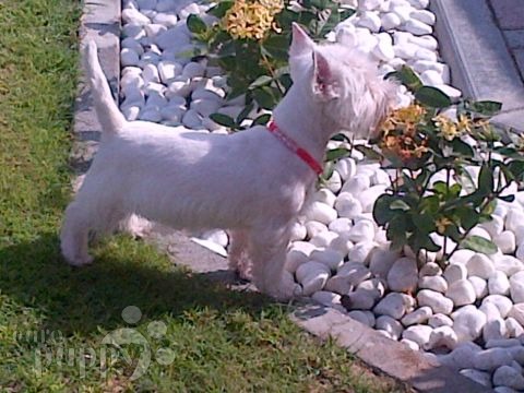 Jack - West Highland White Terrier, Euro Puppy Referenzen aus United Arab Emirates
