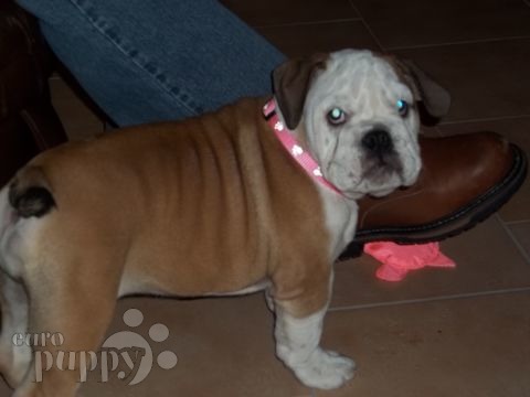 Gertrude (aka Aurora ) - Englische Bulldogge, Euro Puppy Referenzen aus Germany