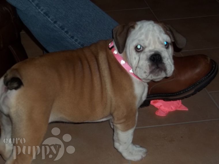Gertrude (aka Aurora ) - Englische Bulldogge, Euro Puppy review from Germany