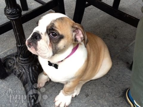 Dante - Bulldog Inglés, Euro Puppy review from Cyprus
