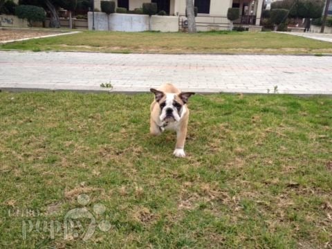 Dante - Bulldog Inglés, Euro Puppy review from Cyprus