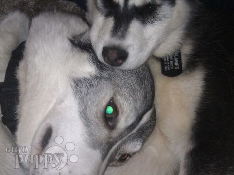 Bison - Husky Siberiano, Referencias de Euro Puppy desde Italy