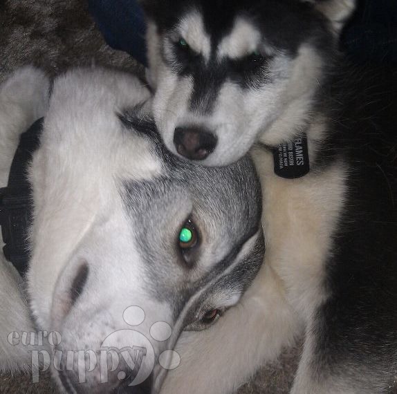 Bison - Husky Siberiano, Euro Puppy review from Italy